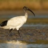 Ibis australsky - Threskiornis moluccus - Australian Ibis 9078